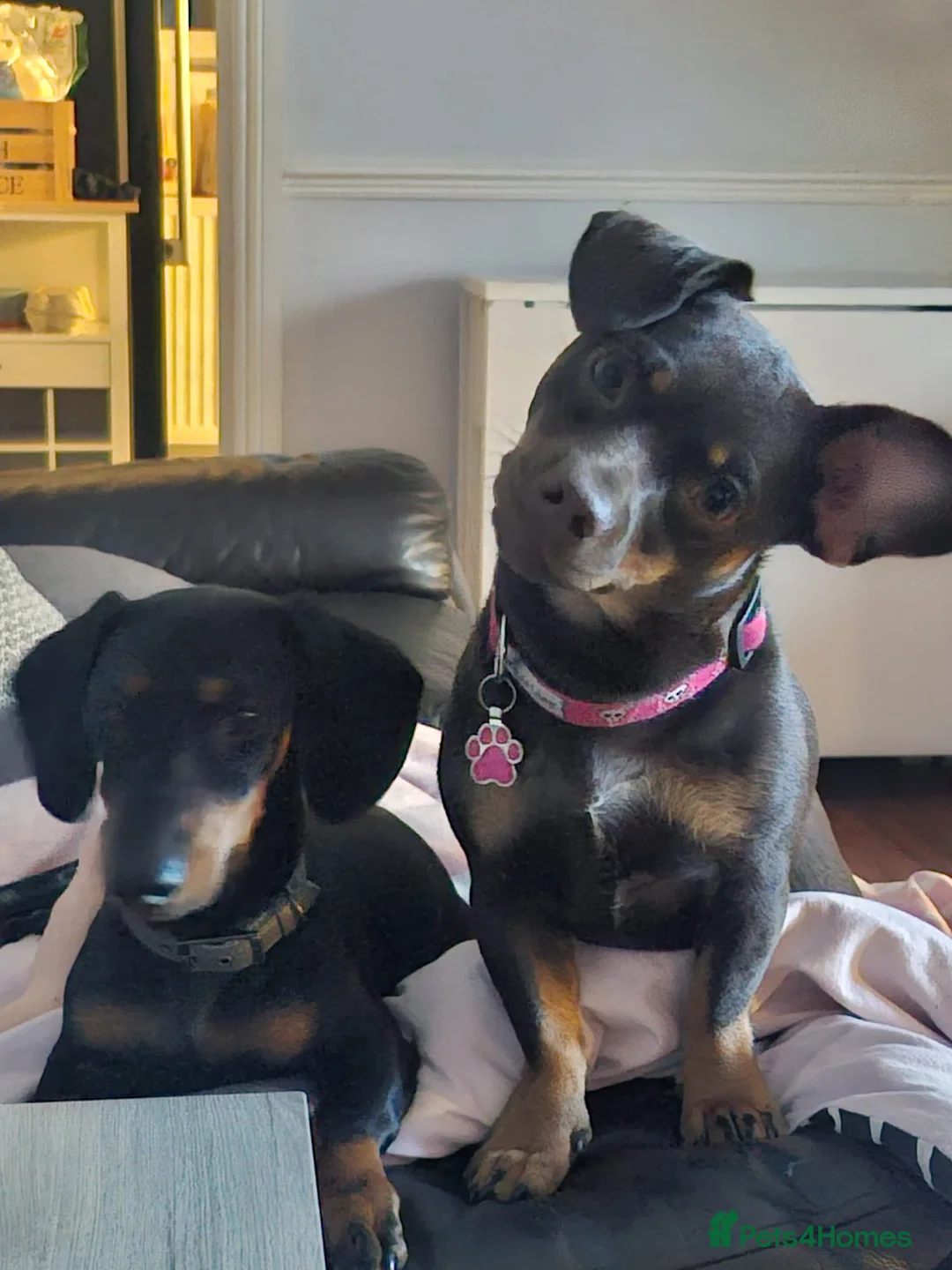 Dachshund dogs for sale: 5 Dachsund Puppies (2 boys & 3 girls) - Advert 2