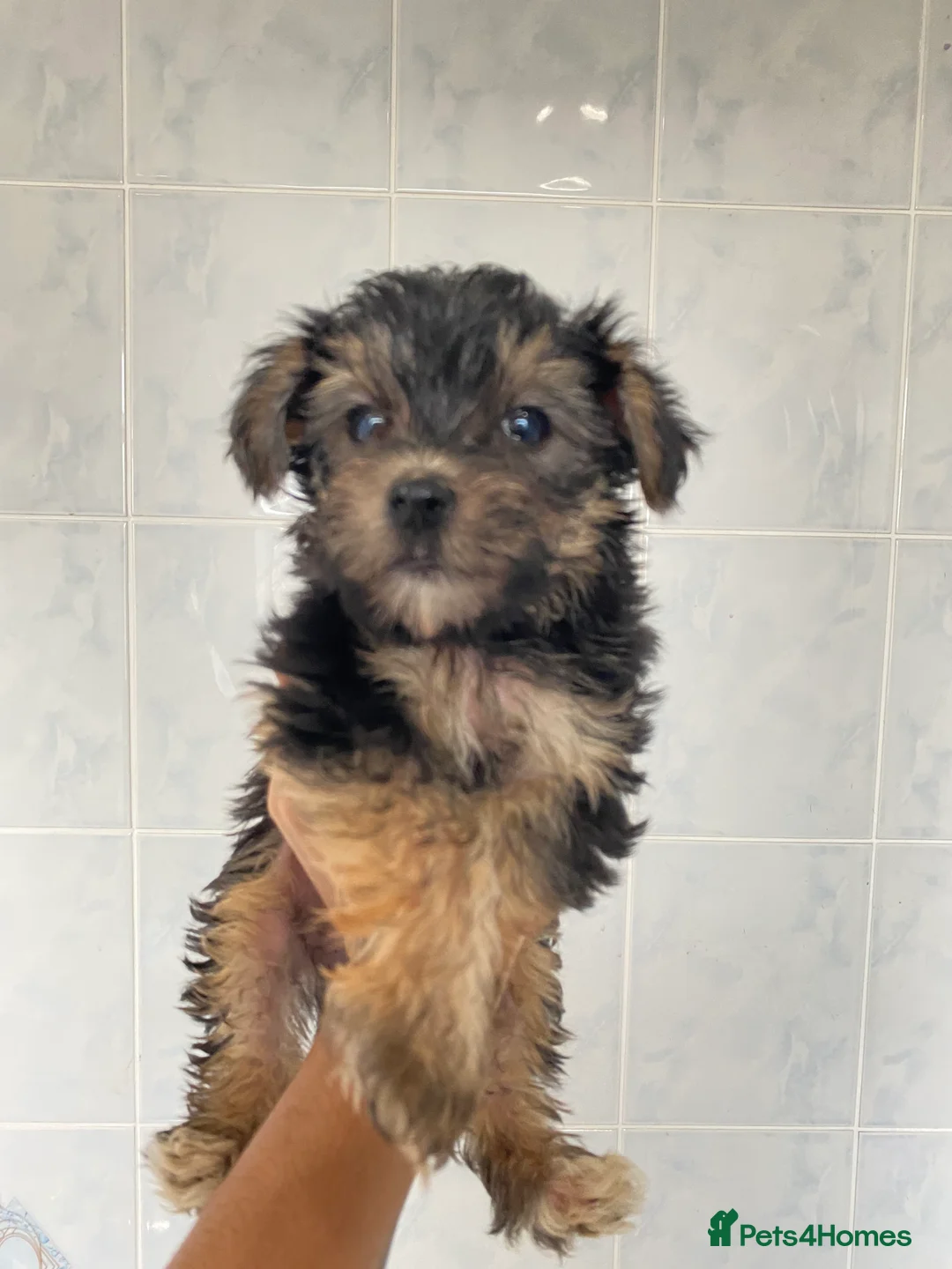 Chinese Crested dogs for sale: 💙💖Stunning Chinese crested ready now💖💙 - Advert 12