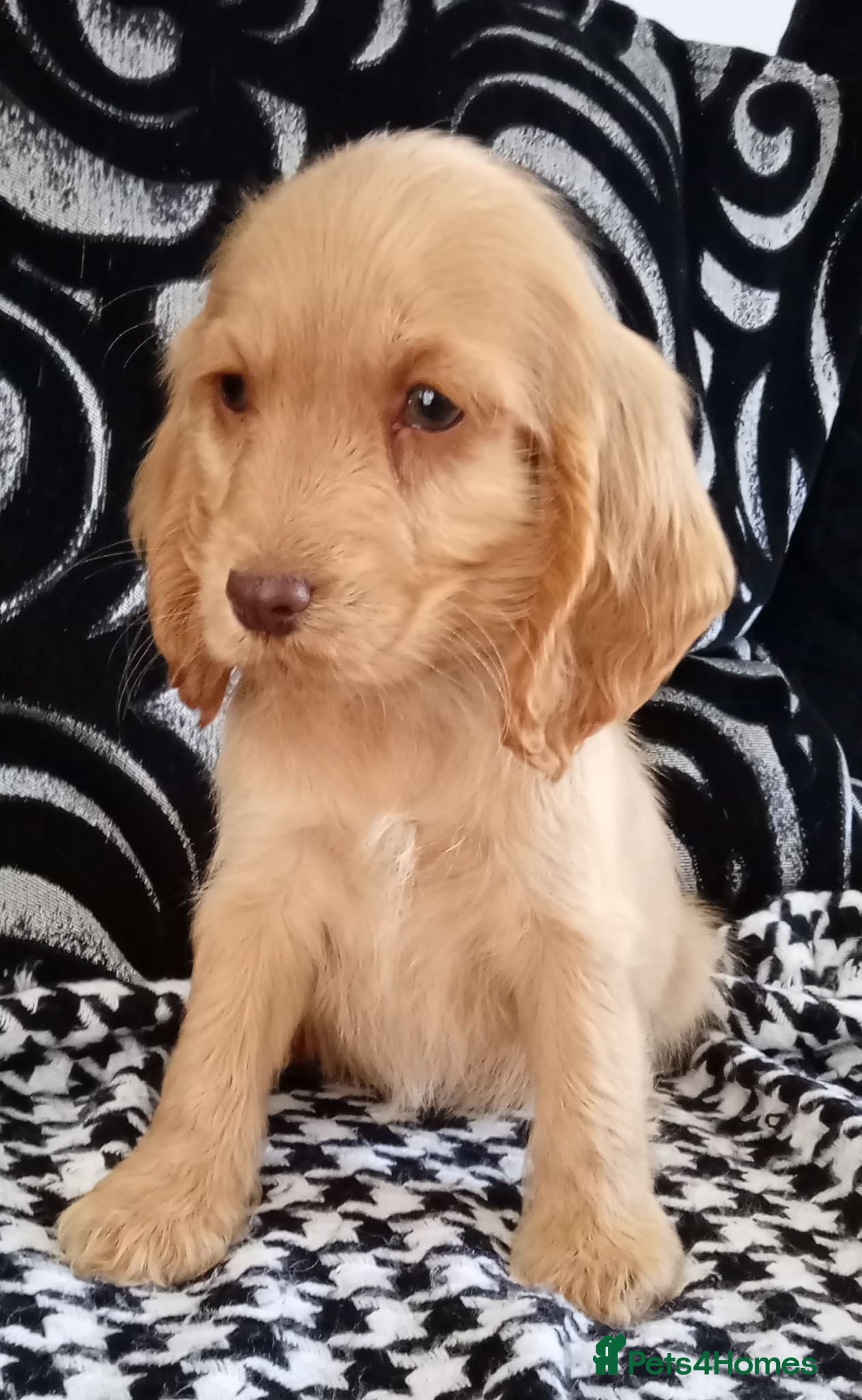 Cocker Spaniel dogs Last Show Cocker Girl Ready Now  - Advert 3