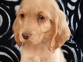 Cocker Spaniel dogs Last Show Cocker Girl Ready Now - Advert 3