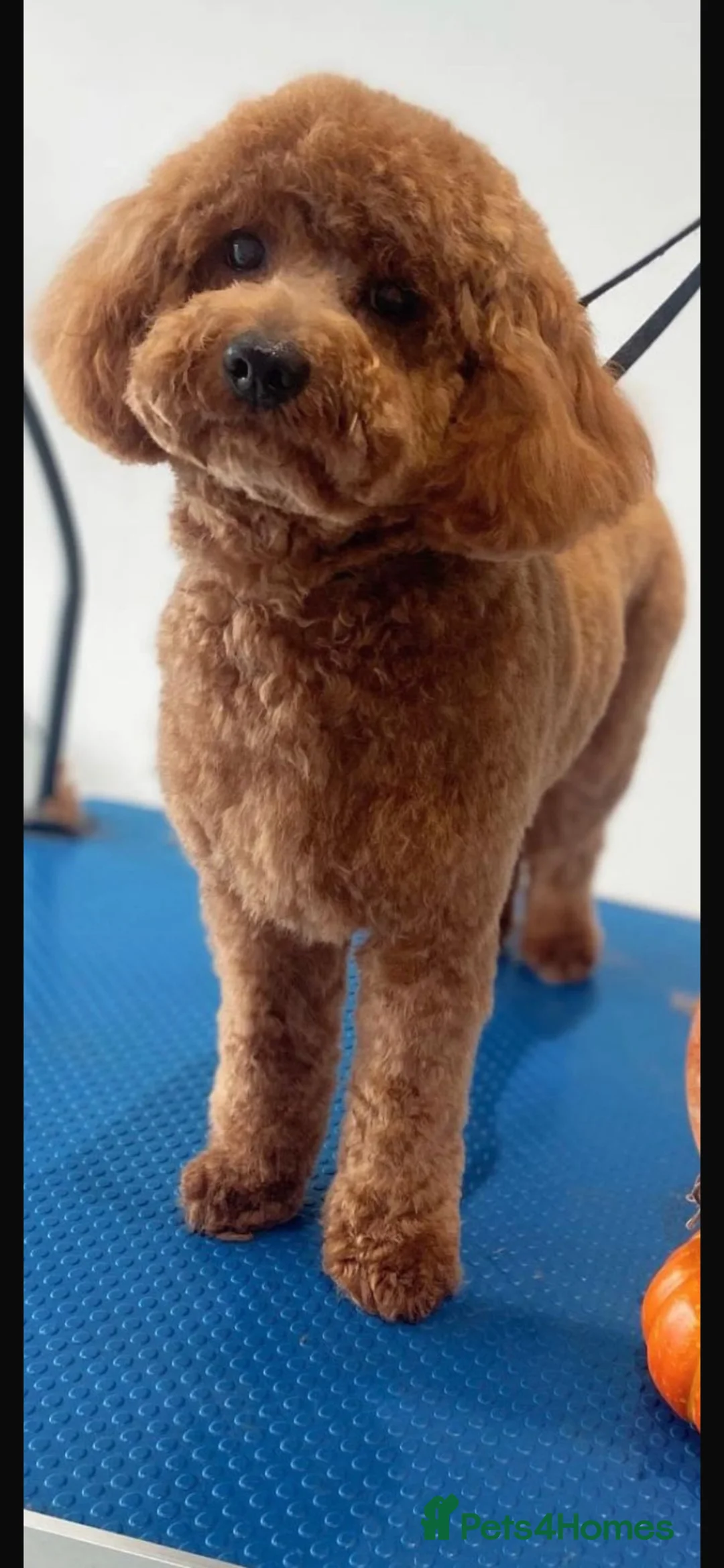 Cavapoo dogs for sale: Cavapoo Puppies due 30th March 2026! in Cardiff - Advert 2