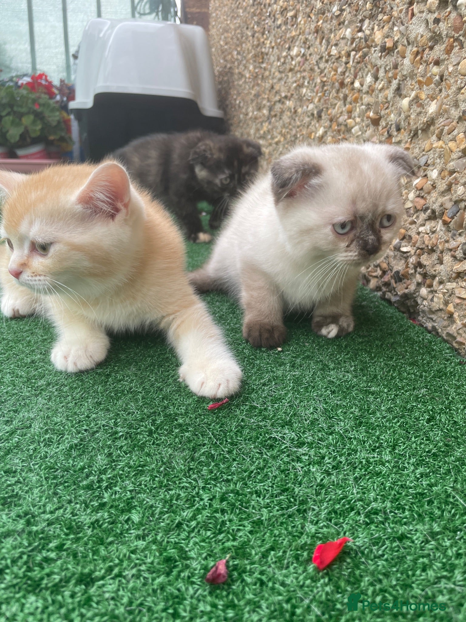 Scottish Fold cats     Meet Our 4 Sweet Scottish Fold Kittens - Advert 14