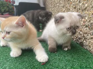 Scottish Fold cats Meet Our 4 Sweet Scottish Fold Kittens - Advert 14