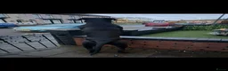 Cane Corso dogs for stud: Purebred Cane Corso available for stud.  in Bootle - Advert 2