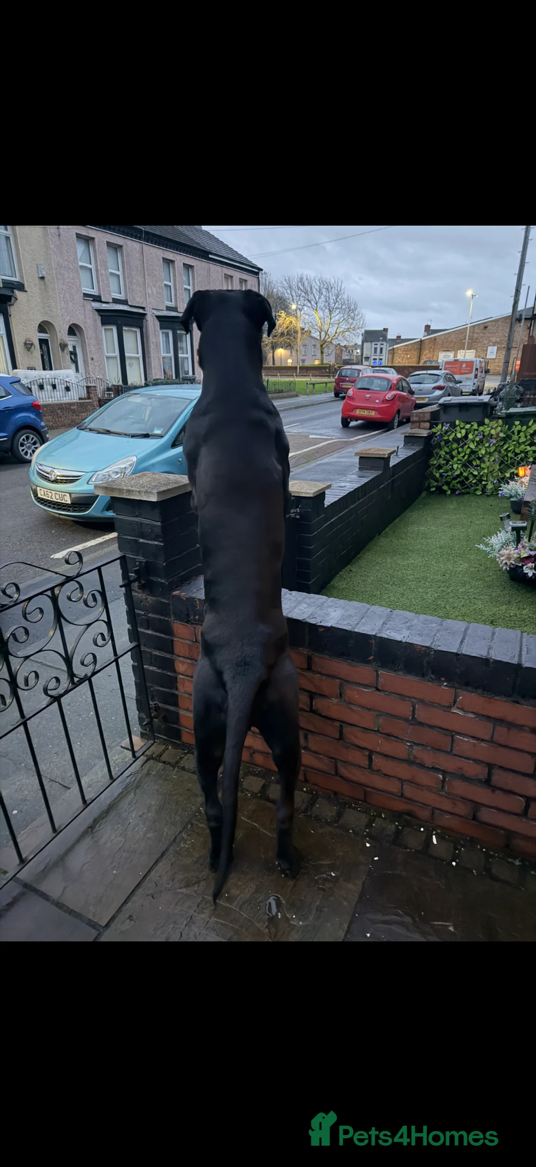 Cane Corso dogs for stud: Purebred Cane Corso available for stud.  in Bootle - Advert 2