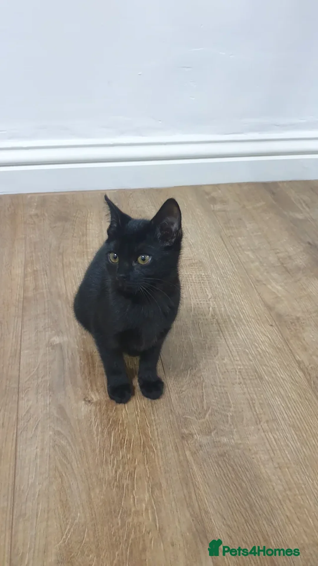 Mixed Breed cats for sale: Bengal kitten! - Advert 4