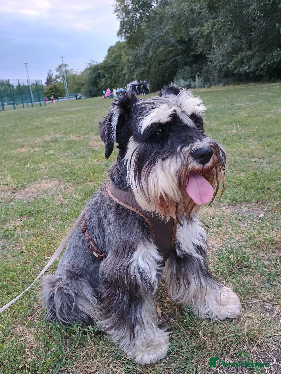Miniature Schnauzer dogs for stud: Handsome boy looking for a girlfriend  - Advert 3