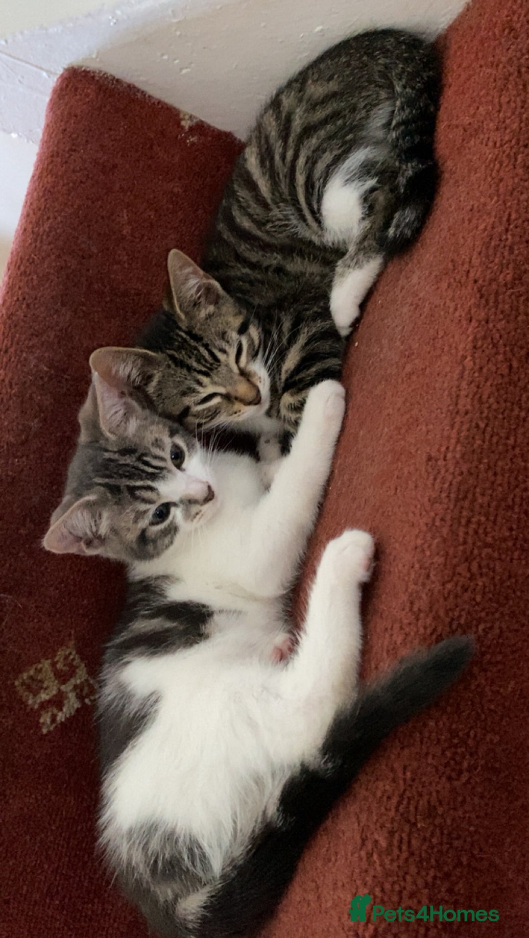 Mixed Breed cats for sale: One beautiful boy - Image 6