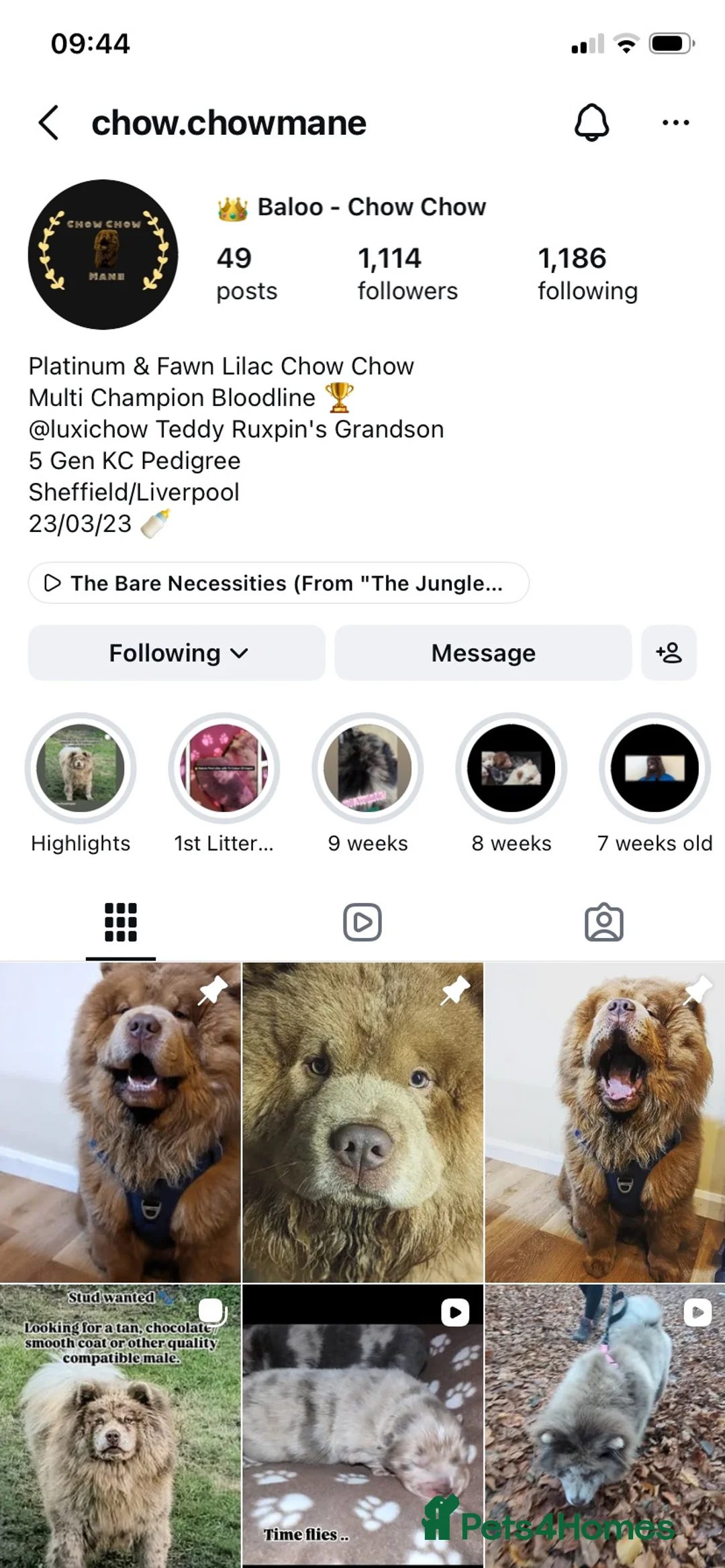 Chow Chow dogs for stud: Chow up for stud - Advert 2