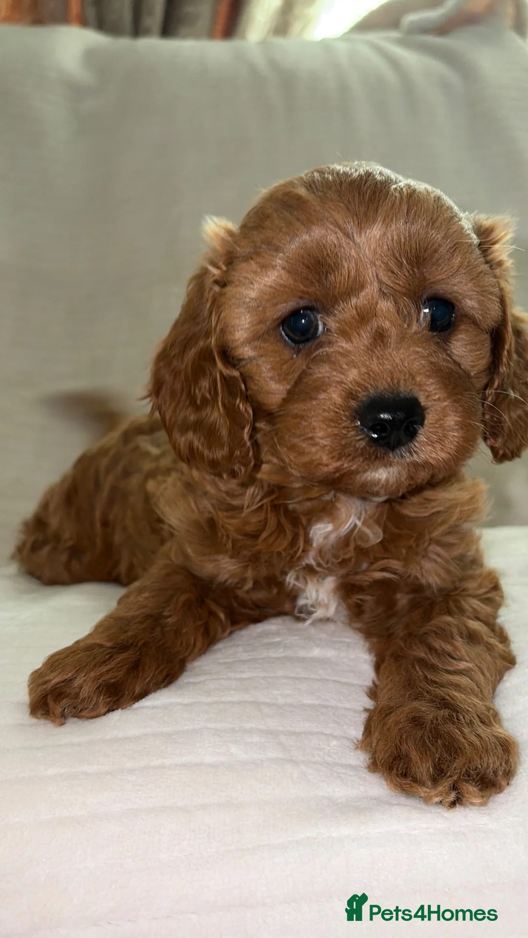 Cavapoo dogs for sale: 5⭐️Health Cleared Deep red Toy Cavapoo puppy’s  - Advert 1