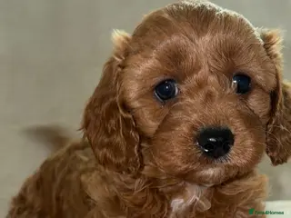Cavapoo dogs 5⭐️Health Cleared Deep red Toy Cavapoo puppy’s - Advert 2