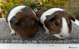 Guinea Pig rodents for sale: Sows/ Female Guinea pigs - Image 14