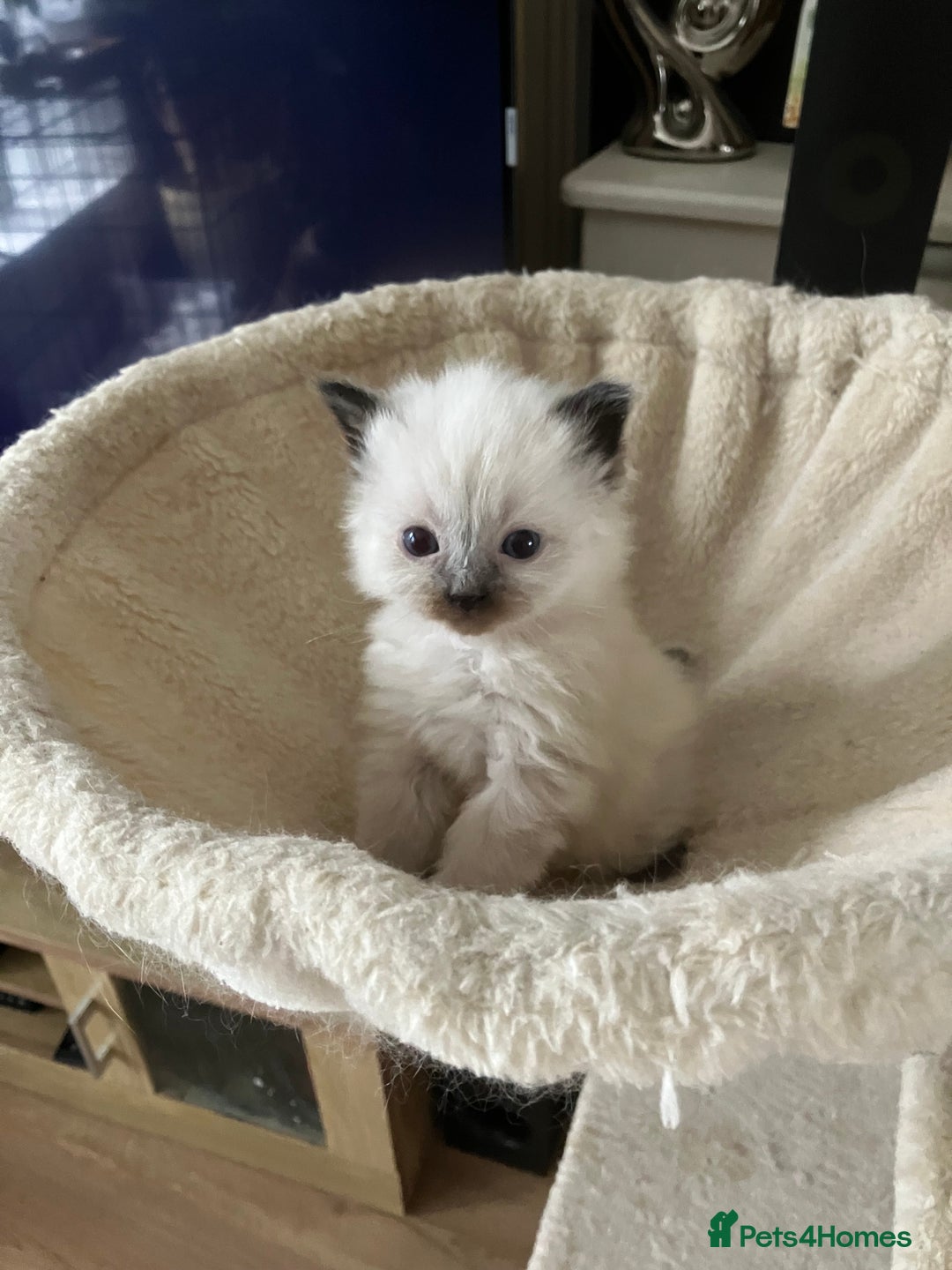 Siberian cats for sale: Siberian kittens  - Advert 1