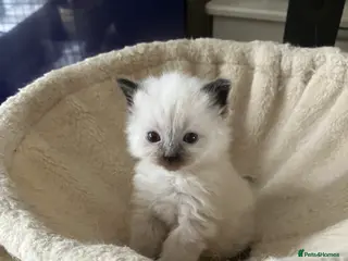 Siberian cats Siberian kittens - Advert 1