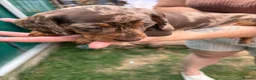 Miniature Dachshund dogs for sale: Miniature dachshunds  - Advert 14
