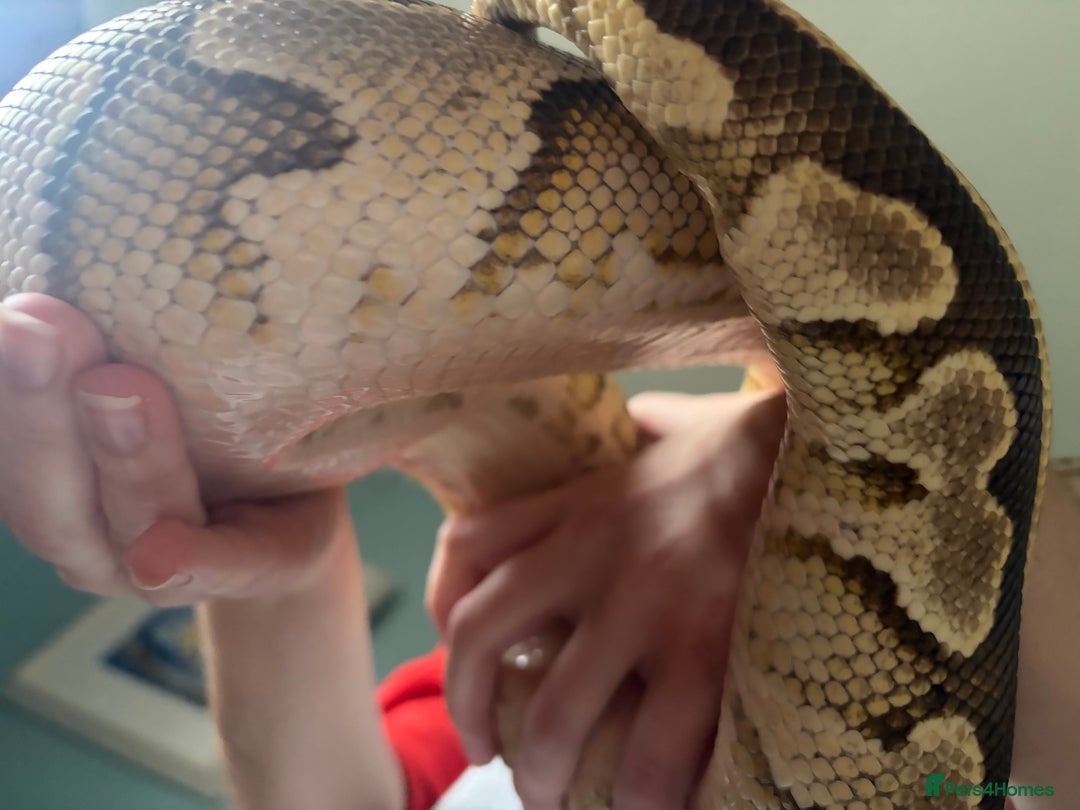 Python Snake reptiles for sale: Ball Pythons Leopard YB lesser enchi gravel pastel - Advert 2