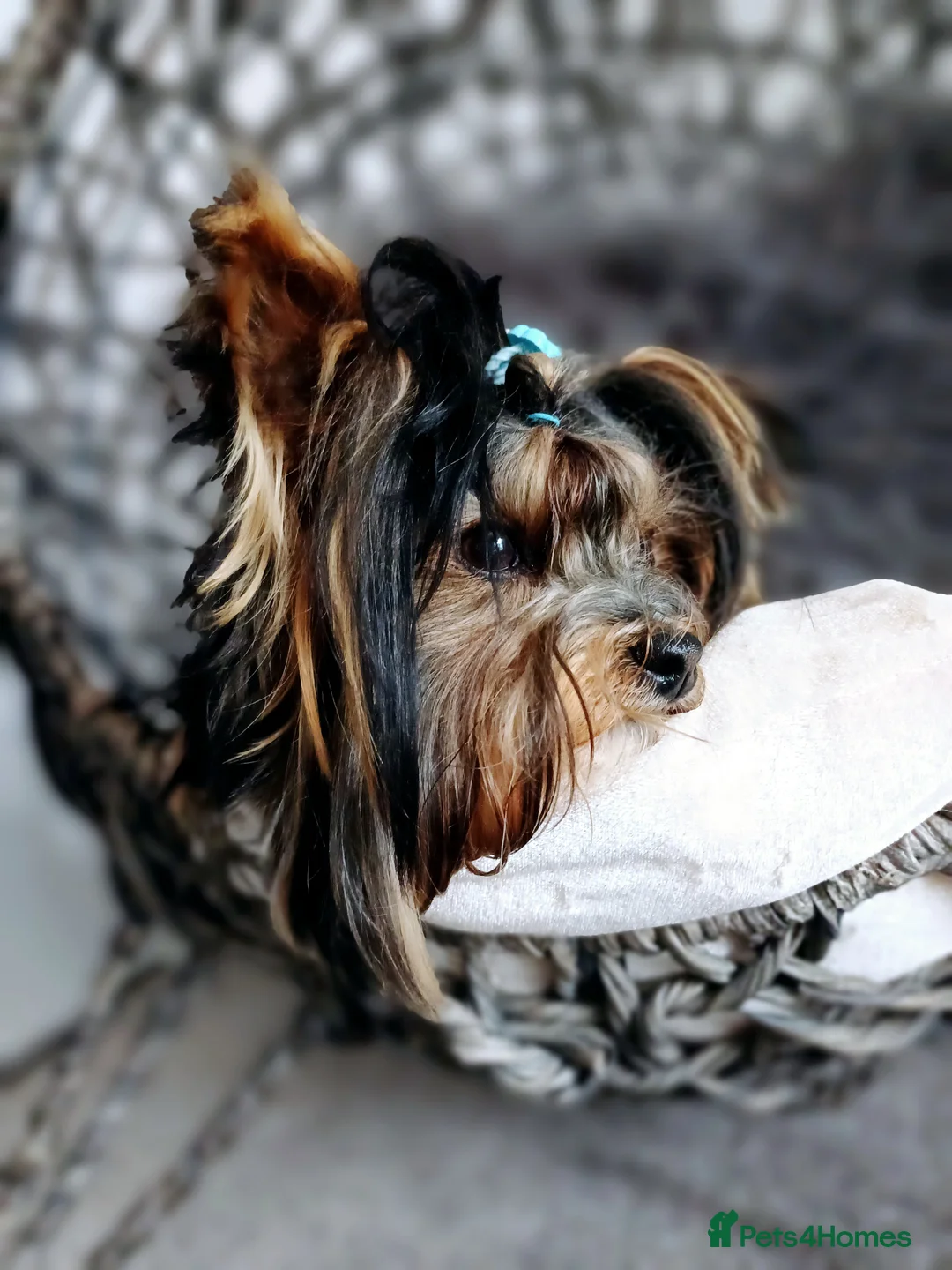 Yorkshire Terrier dogs for stud: ABSOLUTELY ADROBLE TINY BOY ONLY FOR STUD DUTY!! in Bedford - Advert 9