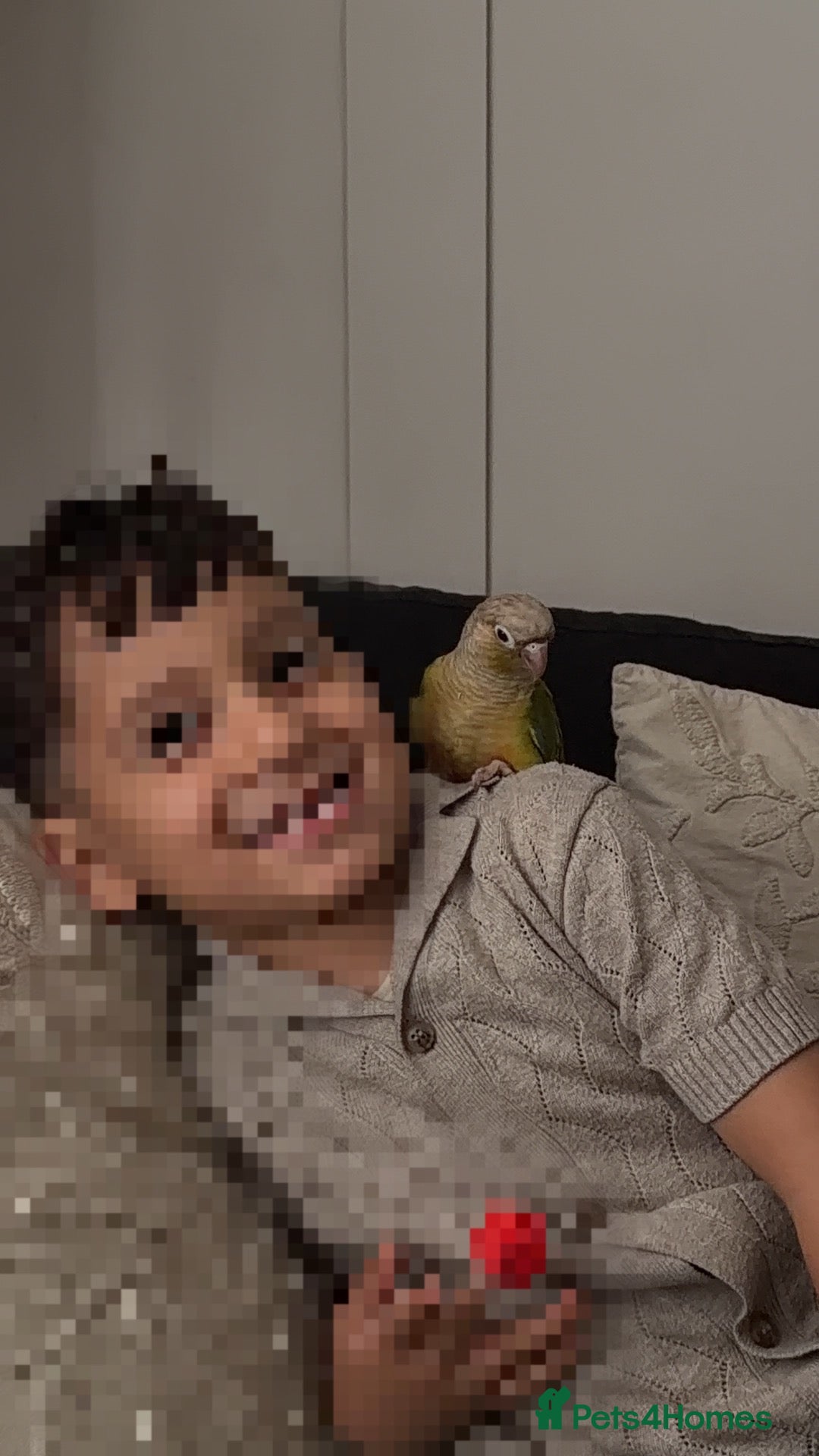 Conures birds 3 month old baby  - Advert 1