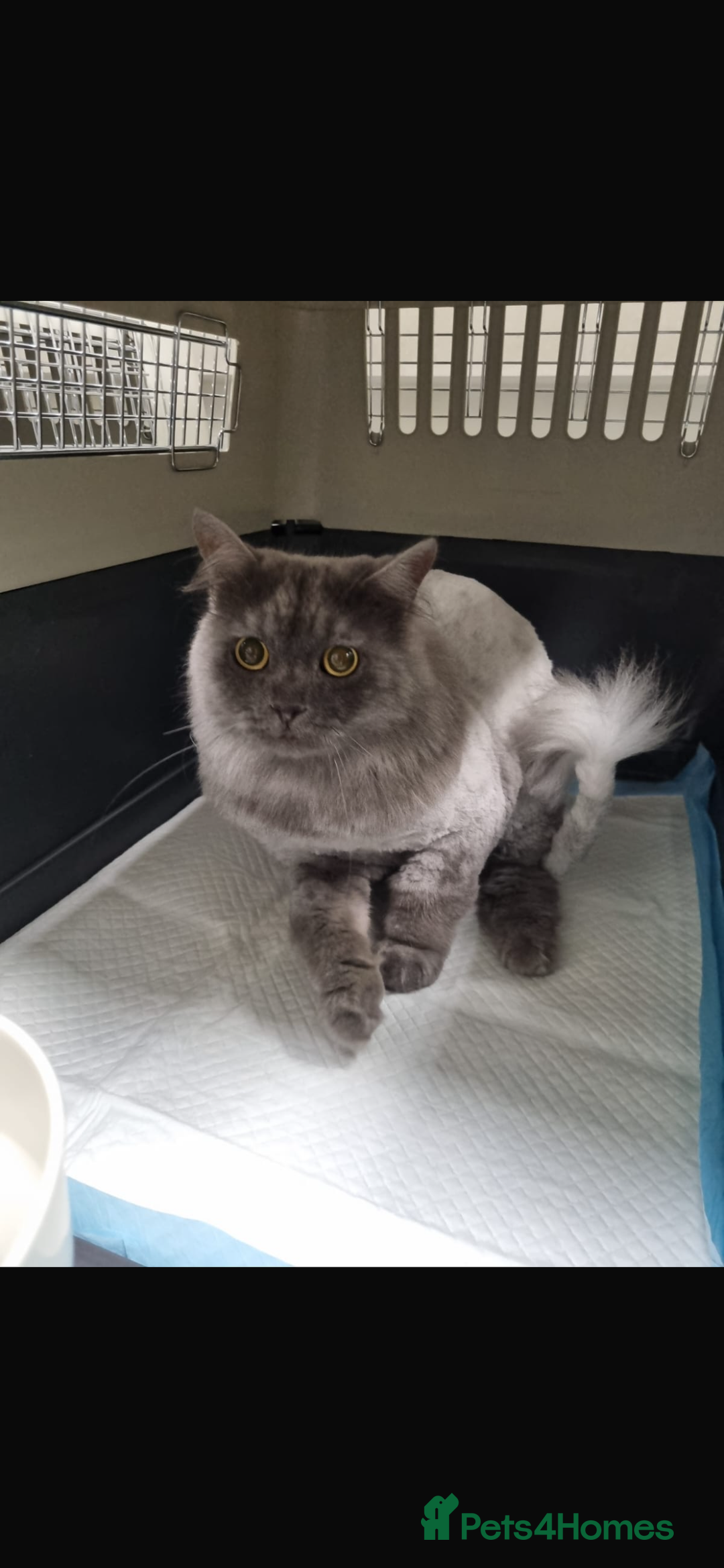 Mixed Breed cats for adoption: Poseidon  - Image 3