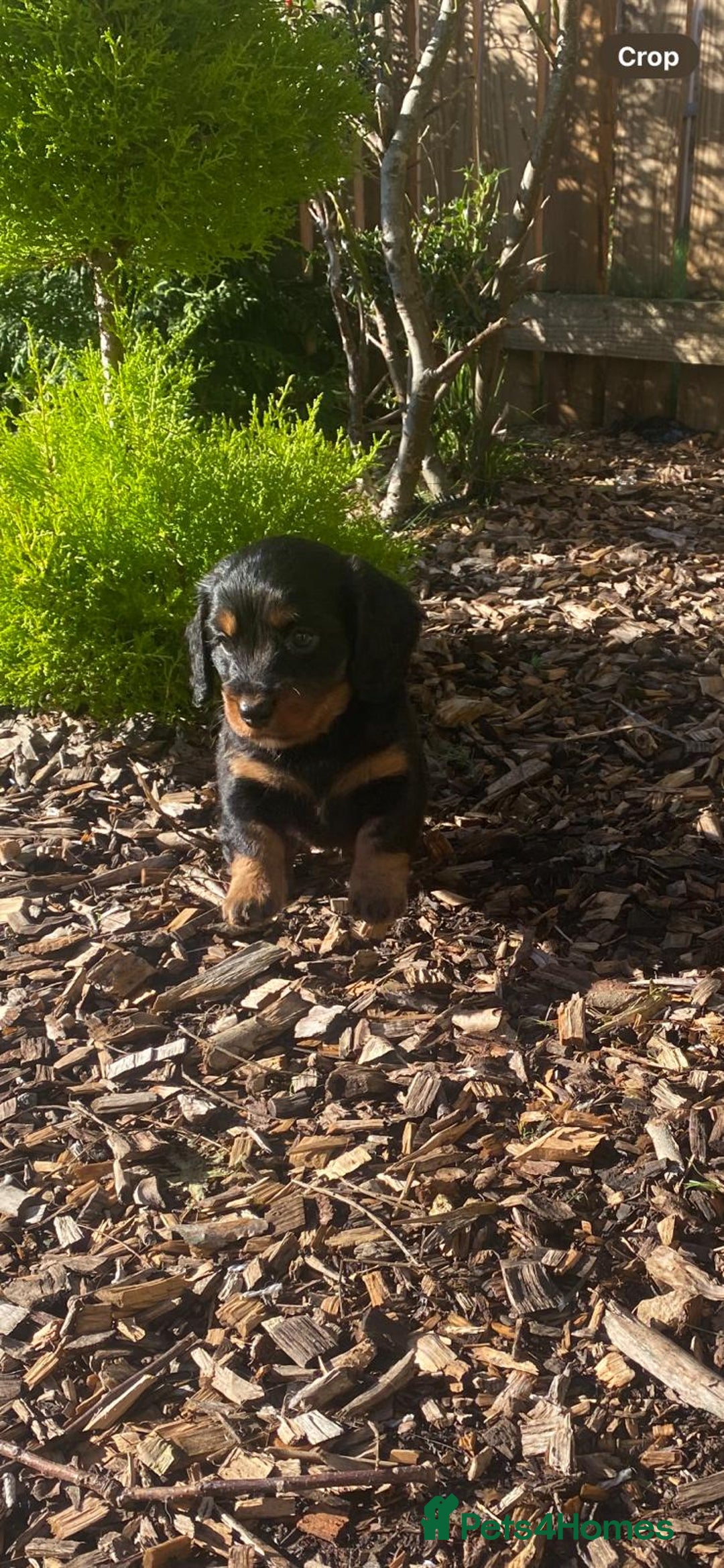 Mixed Breed dogs for sale: Daxipoo puppies - Image 17