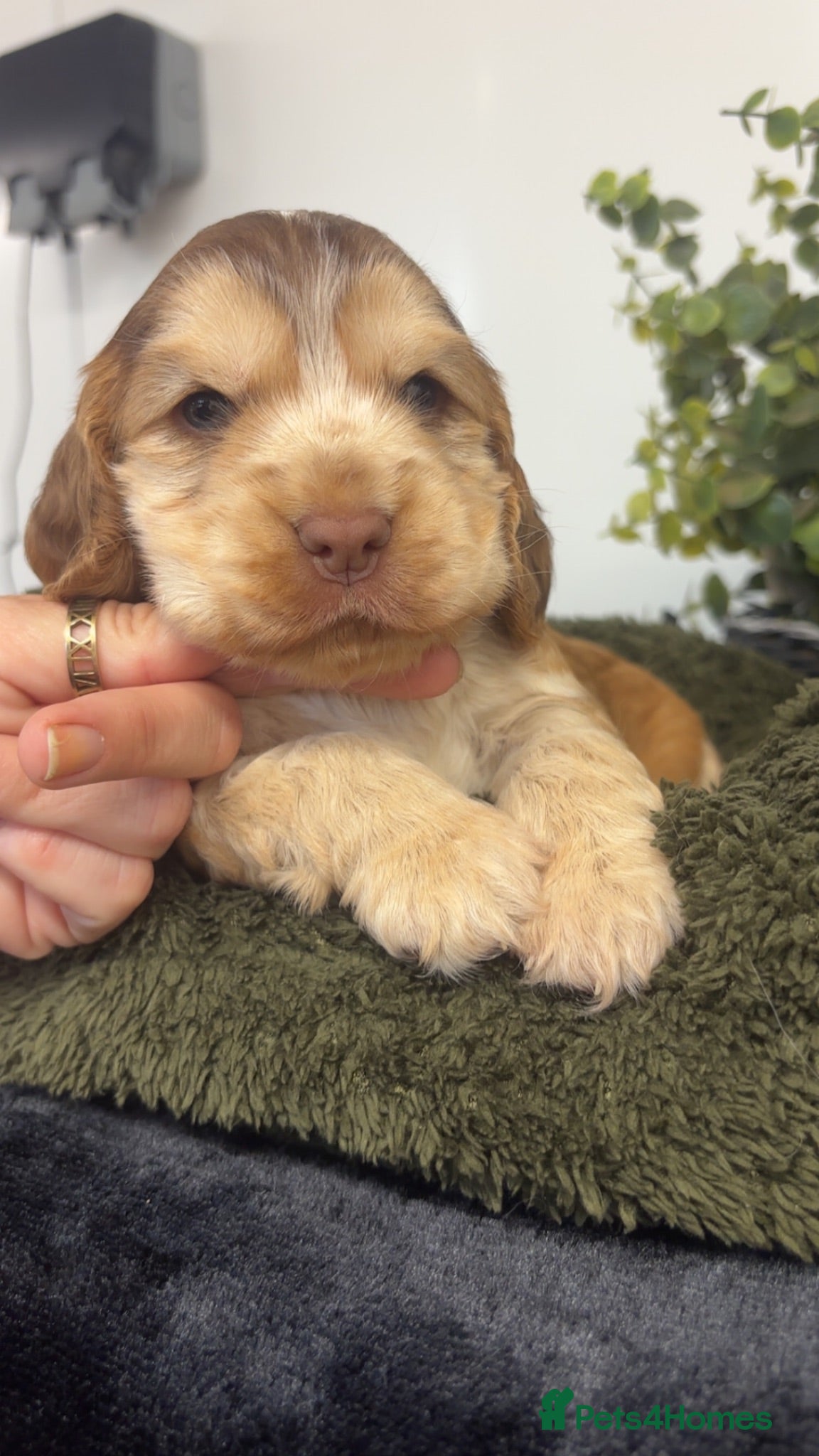 Cocker Spaniel dogs KC Registered Sable Show cocker spaniels  - Advert 2