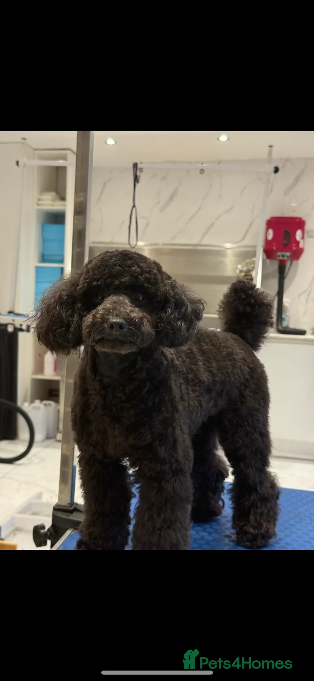 Toy Poodle dogs for sale: PROVEN STUD BOY SALE - Advert 1