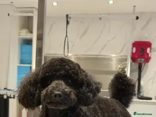 Toy Poodle dogs PROVEN STUD BOY SALE - Advert 1