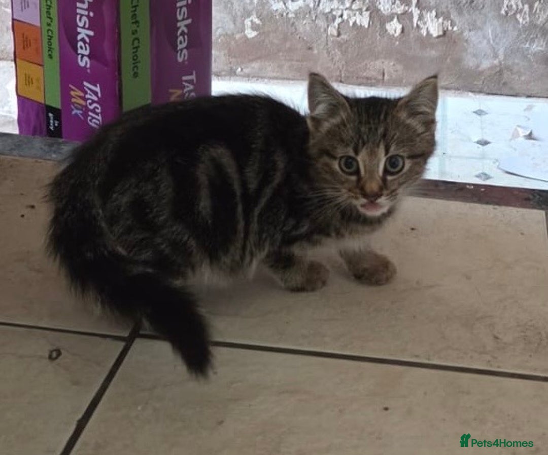 Bengal cats for sale: 3 KITTENS READY FOR NEW HOME  - Image 6