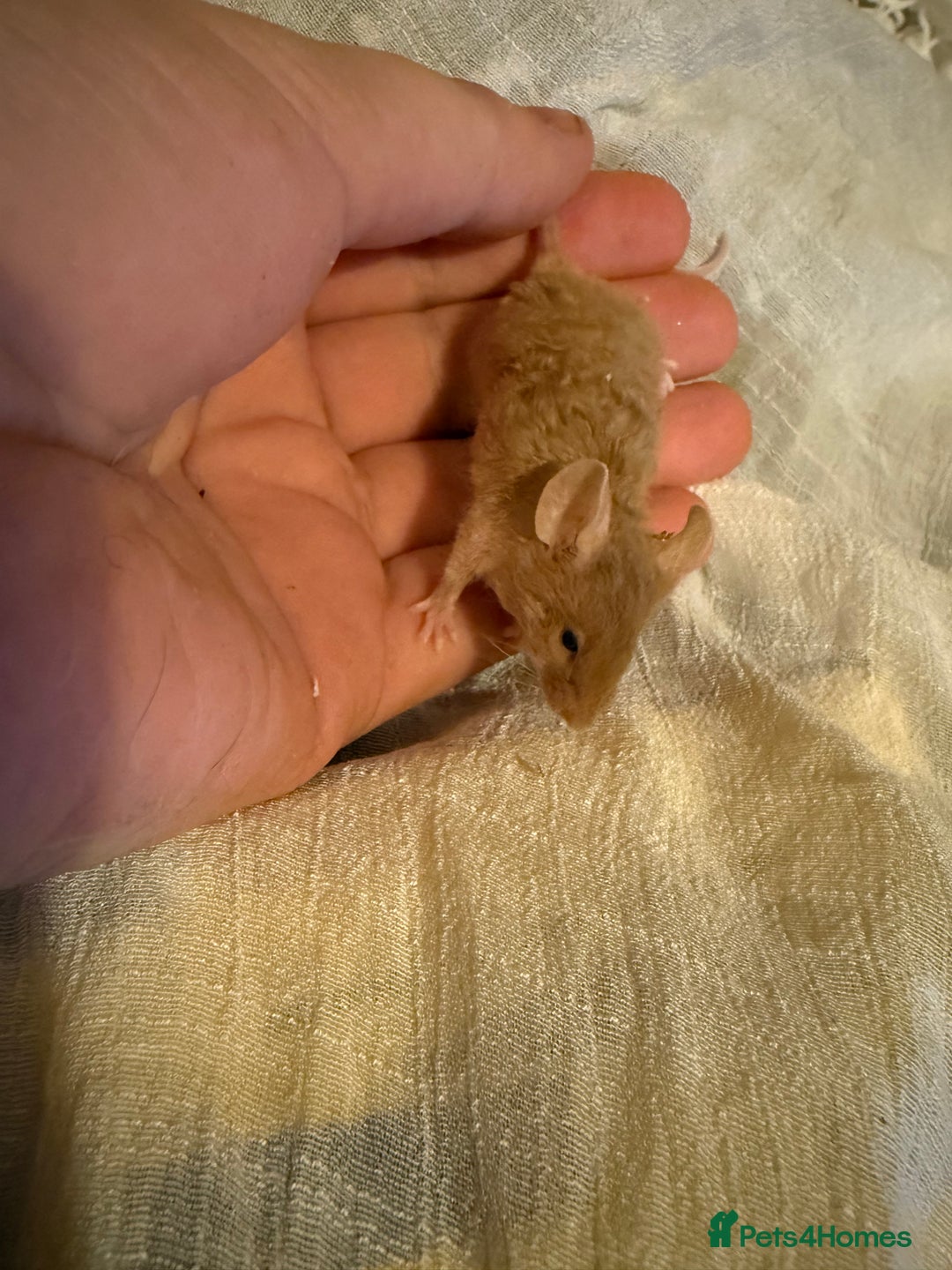 Mouse rodents for sale: Fancy mice lots of males and females available  - Advert 6