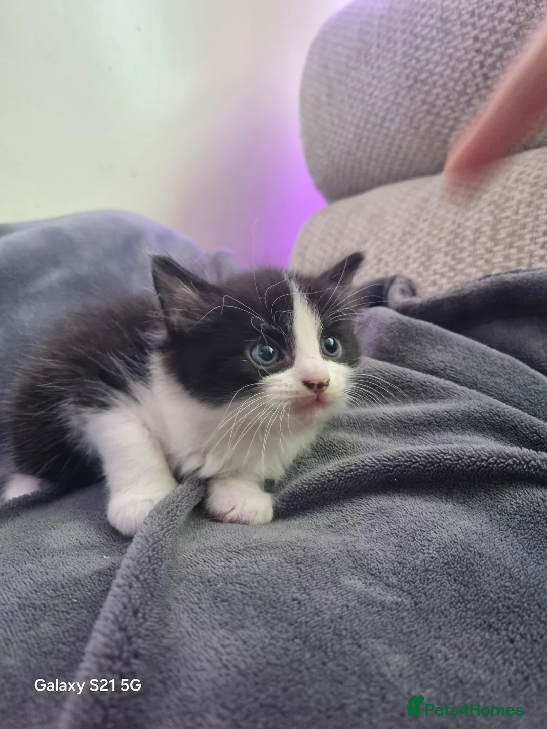 Mixed Breed cats for sale: long-haired kittens looking for a loving home - Advert 22