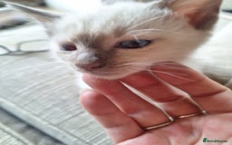 Siamese cats for sale: 2 beautiful siamese kittens  - Image 3
