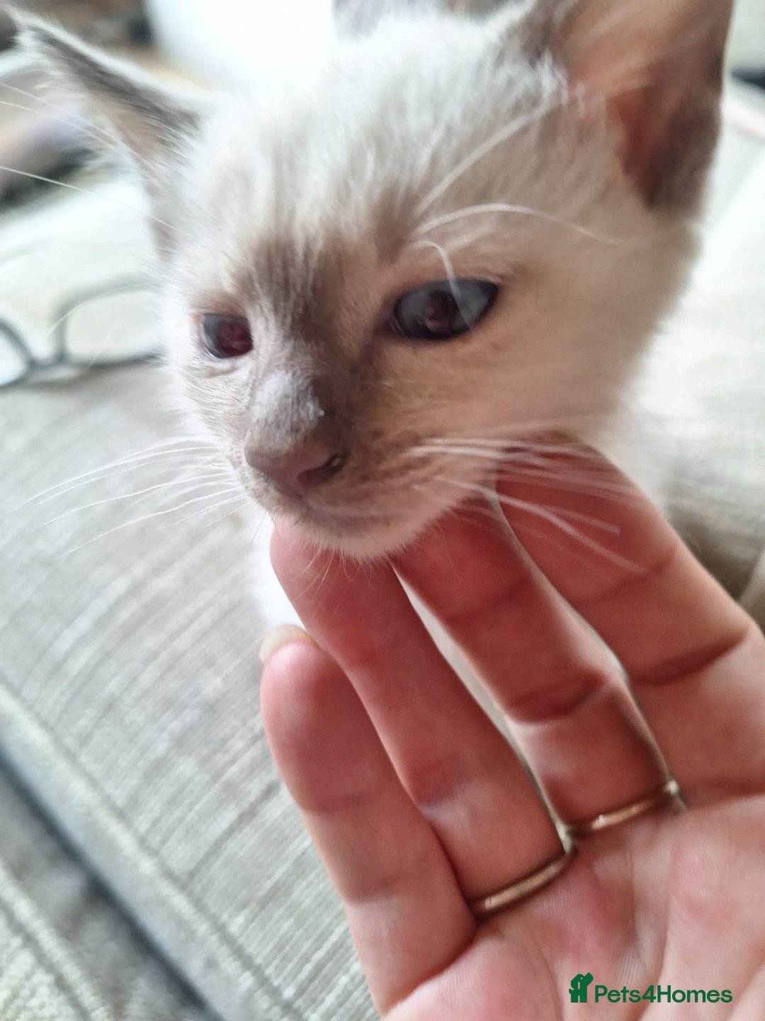 Siamese cats for sale: 2 beautiful siamese kittens  - Image 3
