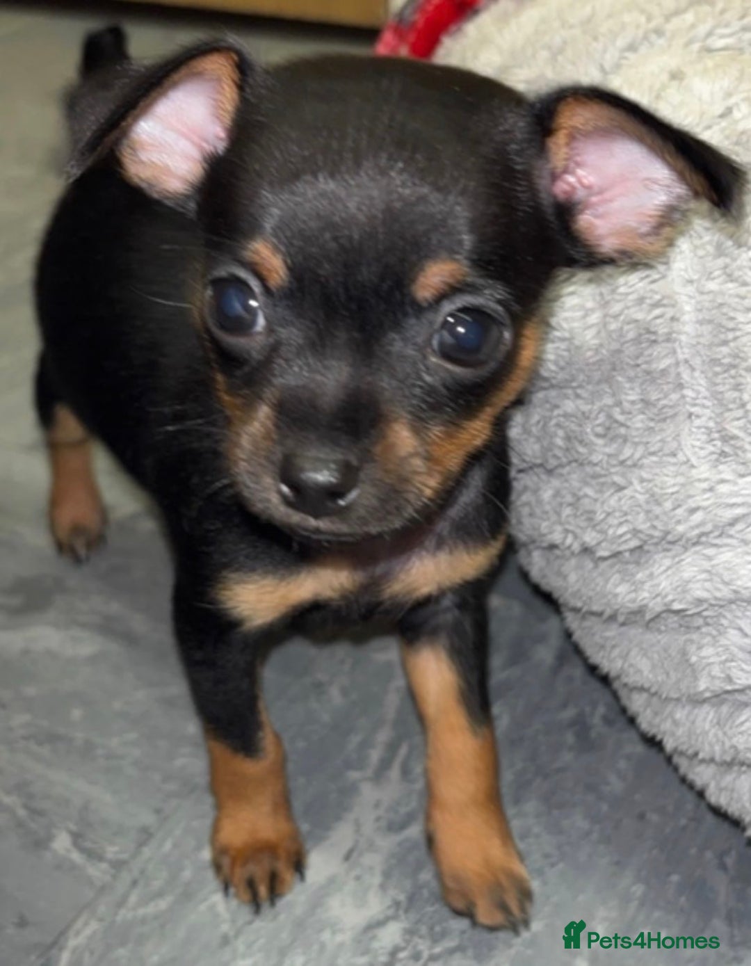 Chihuahua dogs for sale: 2 dark choc and tan male chihuahuas available  - Advert 4