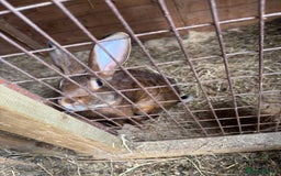 Belgian Hares rabbits for sale: 3 Belgian hares  - Image 1