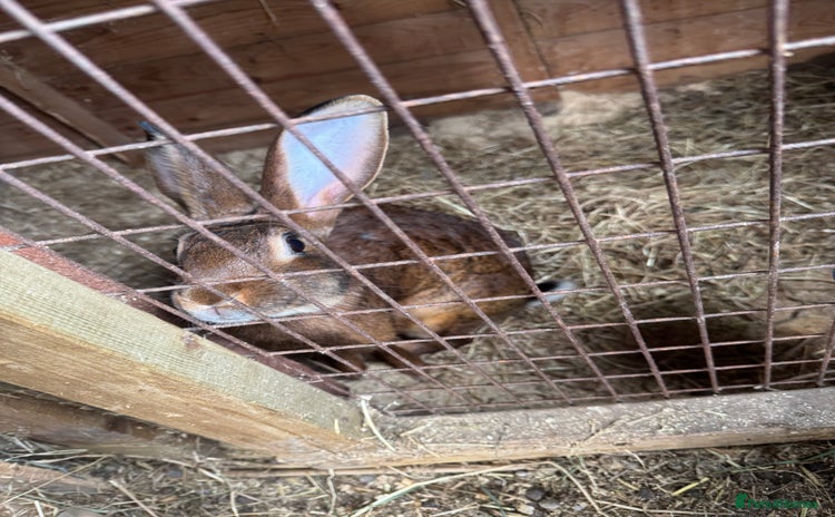 Belgian Hares rabbits - Advert 3