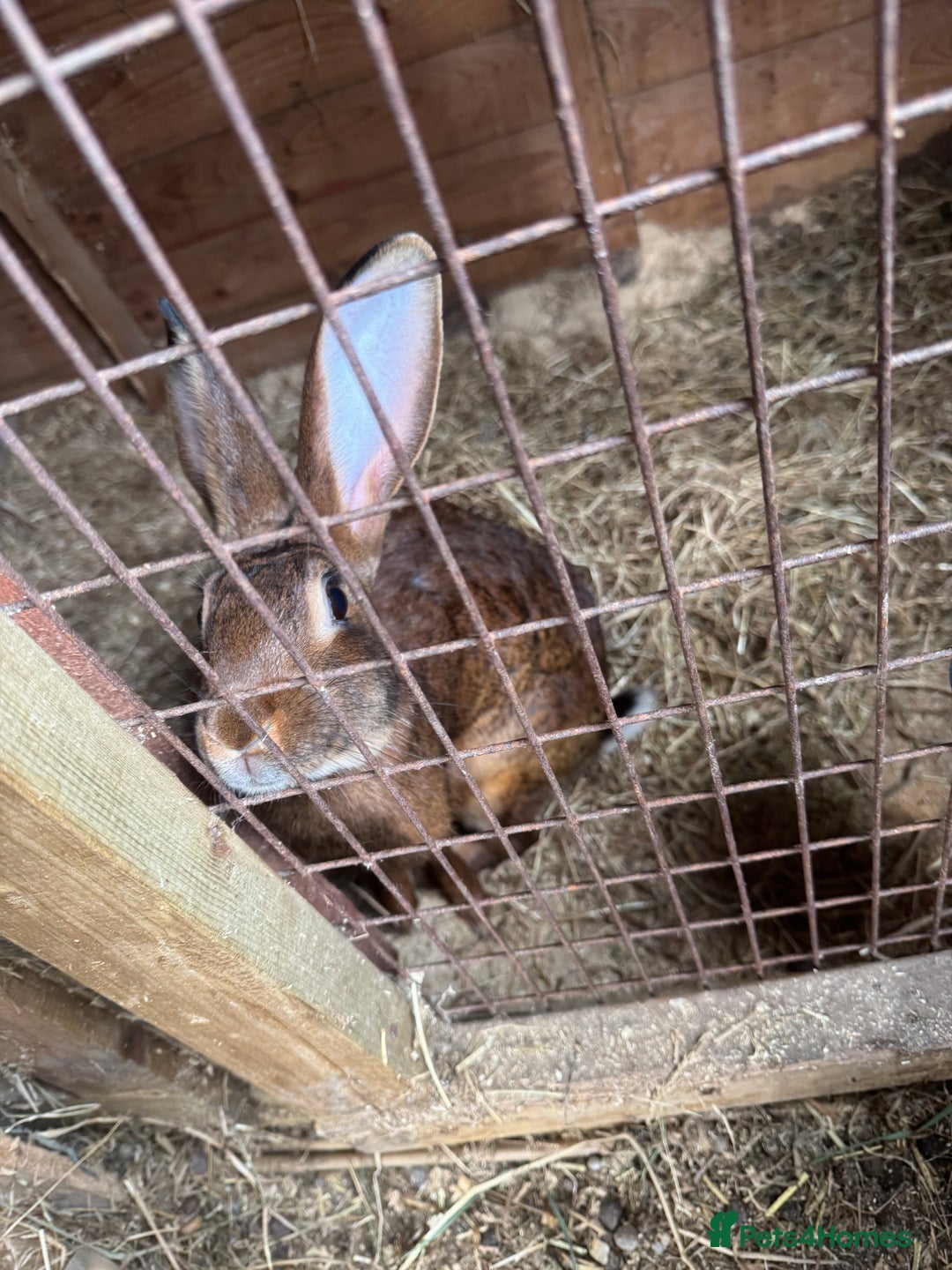 Belgian Hares rabbits for sale: 3 Belgian hares  - Image 1