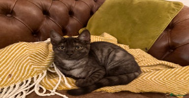 Bengal cats - Advert 2