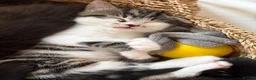 Mixed Breed cats for sale: X Maine Coon kittens  - Advert 7