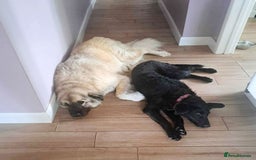 Mixed Breed dogs for adoption: TEDDY - Romanian Carpathian Shepherd Dog - Image 2