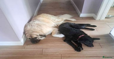 Mixed Breed dogs - Advert 3