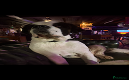 Saint Bernard dogs for stud: Healthy stud boy St Bernard  - Image 3