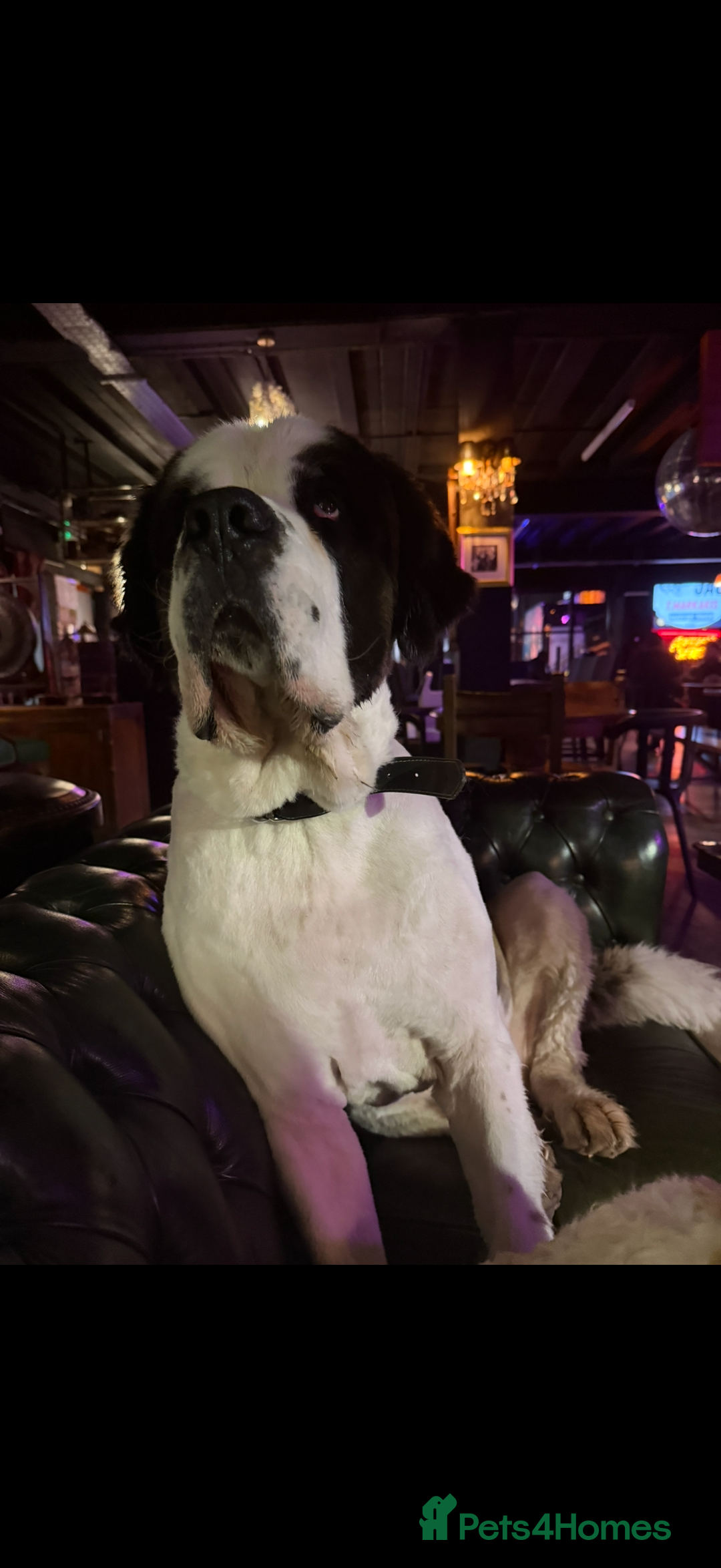 Saint Bernard dogs for stud: Healthy stud boy St Bernard  - Image 3