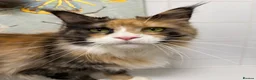 Maine Coon cats for sale: Beautiful TICA-Reg MaineCoon needs a Loving Home in London - Advert 2