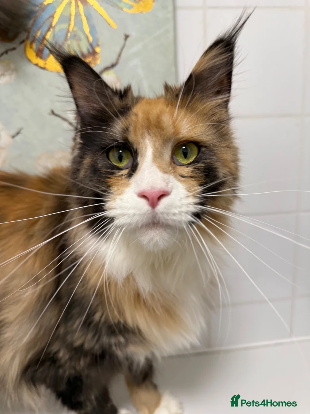 Maine Coon cats for sale: Beautiful TICA-Reg MaineCoon needs a Loving Home in London - Advert 2