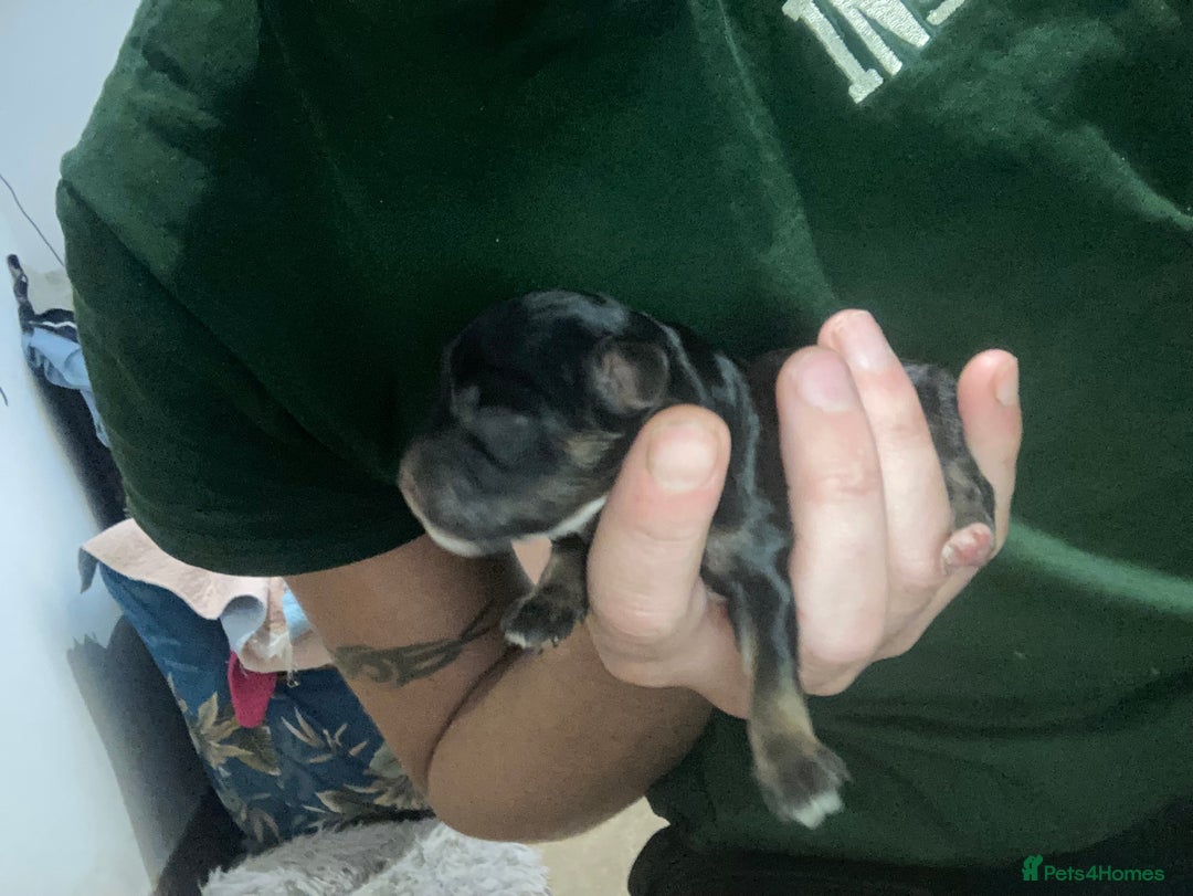 Cavapoo dogs for sale: Phantom Toy cavapoo puppies  - Image 8