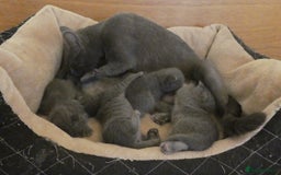 Russian Blue cats for sale: Pure Russian Blue Kittens for sale - 2 Boys 1 Girl - Image 5