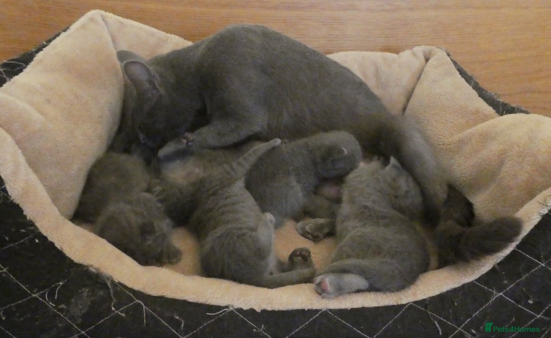 Russian Blue cats for sale: Pure Russian Blue Kittens for sale - 2 Boys 1 Girl - Image 5