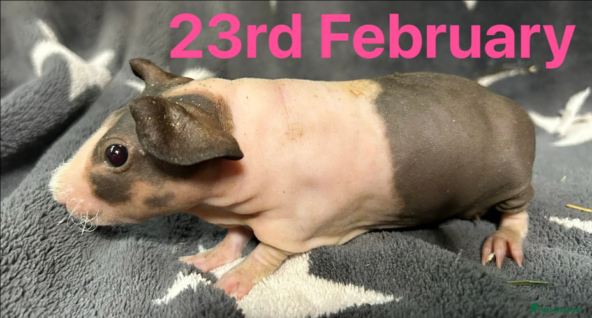 Guinea Pig rodents Skinny Pig Sows.  - Advert 3