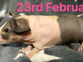 Guinea Pig rodents Skinny Pig Sows. - Advert 3