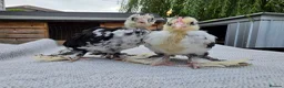 Chickens poultry for sale: Barbu D'uccle - Sexed - Advert 2